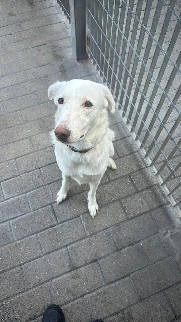 GENNA BELLISSIMA CAGNOLINA Foto 3
